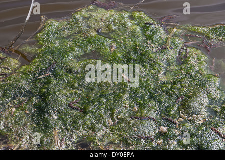 green alga, green algae, Schraubenalgen, Grünalgen, Fadenalgen