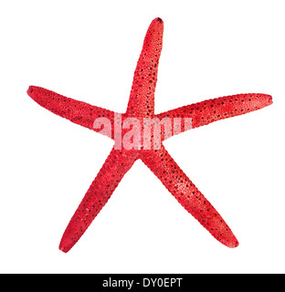 Red starfish isolated on a white background Stock Photo