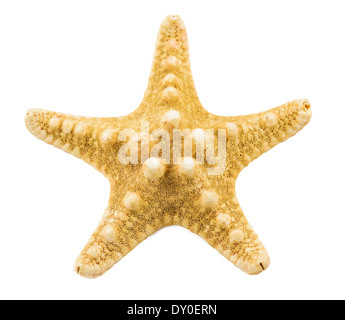 starfish isolated on a white background Stock Photo