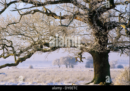 English Oak, oaks, snow, winter, Stiel-Eiche, Stieleiche, Eiche, Eichen, im Schnee im Winter, Quercus robur, Chêne commun Stock Photo