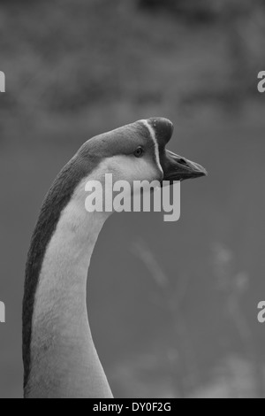 Anser cygnoides - Farm Goose  Mono farm goose portrait against a background of water Stock Photo