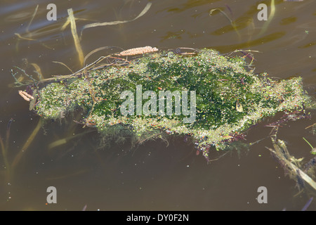 green algae (Chlorophyceae), green algae Stock Photo - Alamy