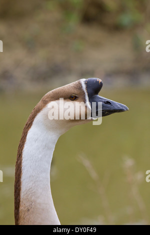 Anser cygnoides - Farm Goose, portrait against a background of water Stock Photo
