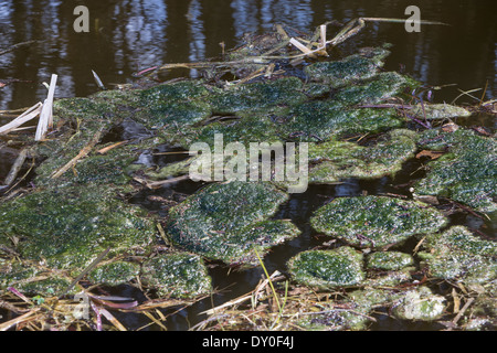 green alga, green algae, Schraubenalgen, Grünalgen, Fadenalgen