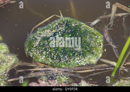 green alga, green algae, Schraubenalgen, Grünalgen, Fadenalgen