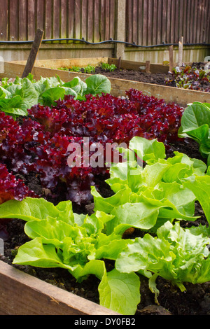 diagonal view across a raised bed full of healthy lettuce plants, both red and green Stock Photo