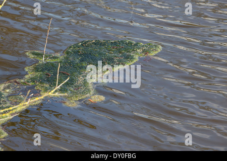 green alga, green algae, Schraubenalgen, Grünalgen, Fadenalgen