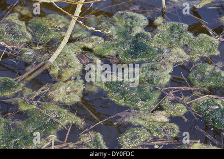 green alga, green algae, Schraubenalgen, Grünalgen, Fadenalgen