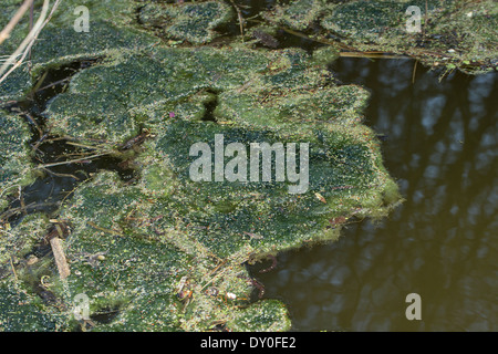 green alga, green algae, Schraubenalgen, Grünalgen, Fadenalgen