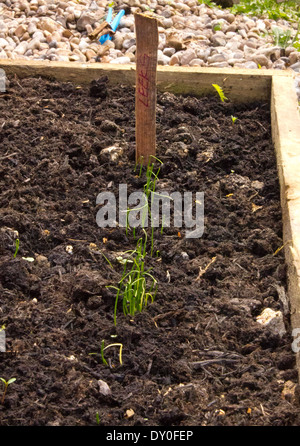 Row of leek seedlings in a raised bed Stock Photo