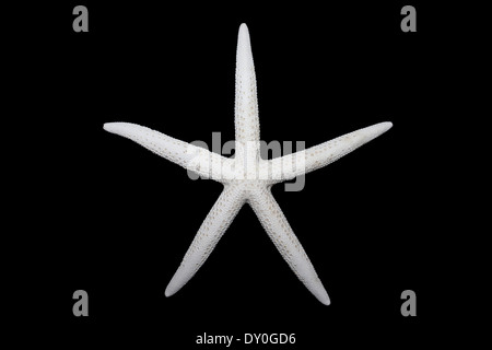 Dried Starfish Specimen Stock Photo