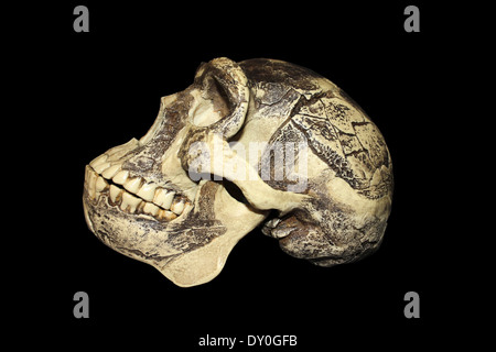 Zhoukoudian (Choukoutien) Homo erectus Skull Stock Photo
