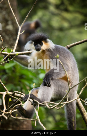 Bhutan, Thrunshingla National Park, Capped langur Trachypithecus pileatus in tree Stock Photo