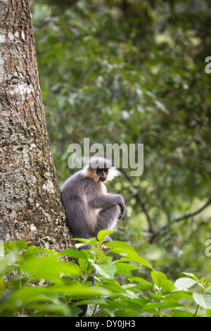 Bhutan, wildlife, Capped langur Trachypithecus pileatus in tree, Thrunshingla National Park, Stock Photo