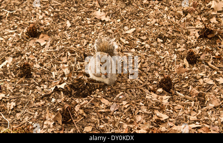 Grey Squirrel in Central Park early Spring New York 25.03.2014 Stock Photo