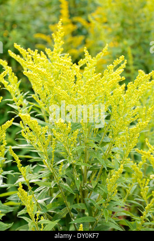 Canada goldenrod (Solidago canadensis) plant outdoors. Stock Photo