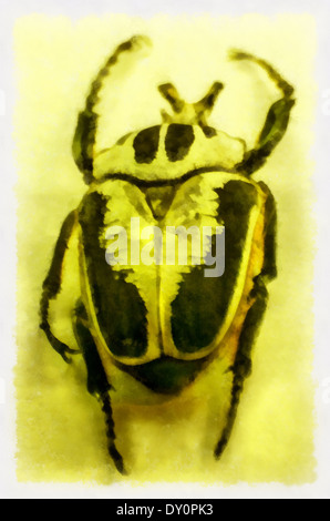 insects; illustrations; animals; image; images, watercolor, beetle, beetles, Goliathus regius Kl., Goliath royal, Aquarell Stock Photo