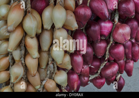 String of onion drying and ready for the sale on the market place Stock Photo
