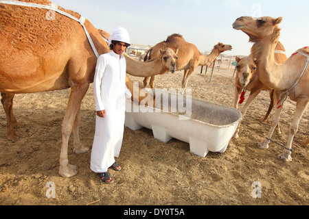 Al Wathba Camel racing, track, camels, desert, Abu Dhabi ...