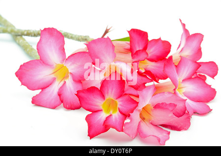 Desert Rose, a beautiful red flower, isolated on a white backgound Stock Photo