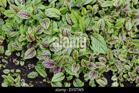 Rumex sanguineus. Red veined sorrel / Bloody sorrel in a vegetable garden Stock Photo