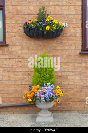 Container and hanging basket with spring winter flowering pansies. Stock Photo