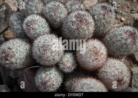 Barrel cactus in the desert of Joshua Tree Park, in March 2012. Stock Photo