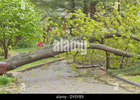 A large, wet oak tree felled by a Spring storm lies across a neighborhood street in Springtime Stock Photo