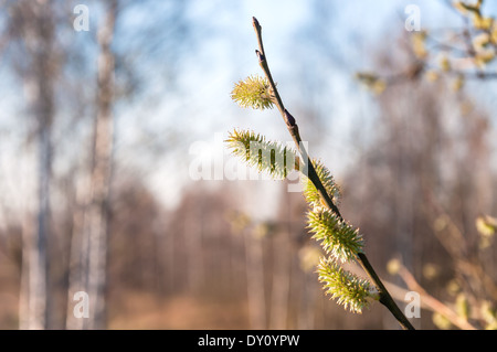 Twig with spring buds in afternoon sun Stock Photo