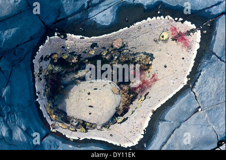 Tidal Rock Pool Closeup Amongst Rocks near Bamburgh Northumberland England United Kingdom UK Stock Photo
