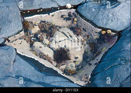 Tidal Rock Pool Closeup Amongst Rocks near Bamburgh Northumberland England United Kingdom UK Stock Photo