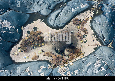 Tidal Rock Pool Closeup Amongst Rocks near Bamburgh Northumberland England United Kingdom UK Stock Photo
