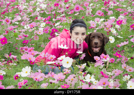 Young woman with chocolate Labrador retriever dog / pet in field of pink purple cosmos flowers Stock Photo