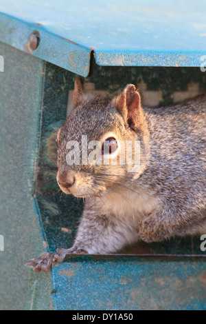 Eastern gray squirrel (Sciurus carolinensis) raiding a bird feeder for seeds. Stock Photo