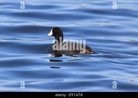 American coot (Fulica americana) swimming on a lake. Stock Photo