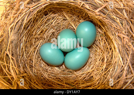 Robin eggs hatching in a nest, Novato, California, USA Stock Photo