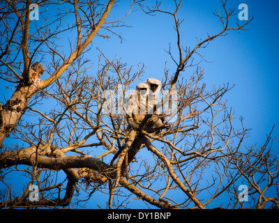 Terai grey langur (Semnopithecus hector) in a tree in Bardia National Park, Nepal Stock Photo