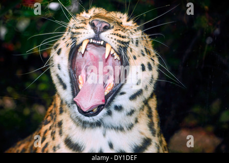 Amur leopard (Panthera pardus orientalis) close up of adult female roaring Stock Photo