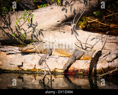 Mugger crocodile (Crocodylus palustris) in Bardia National Park, Nepal Stock Photo