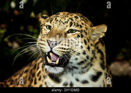 Amur leopard (Panthera pardus orientalis) close up of adult female roaring Stock Photo