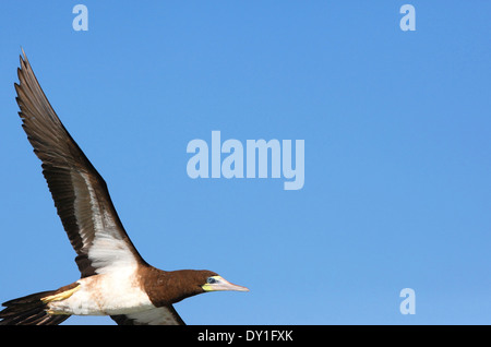 Brown Booby (Sula leucogaster) in flight. Stock Photo