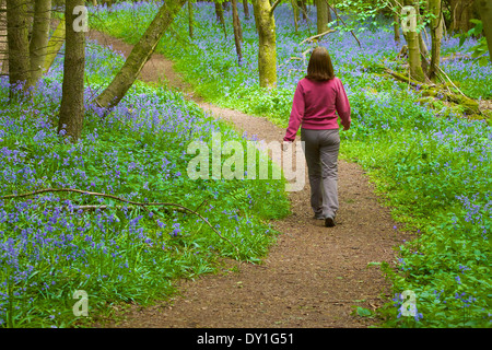 Woman walking on a path through bluebells in a wood. Spring. Stock Photo