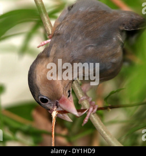 Java Rice Sparrow / Java Finch / Java Rice Bird at the Edward Youde ...