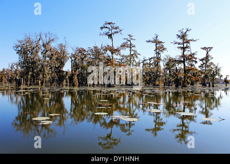 Breaux Bridge swamp or wetlands, Lafayette, Louisiana, USA Stock Photo