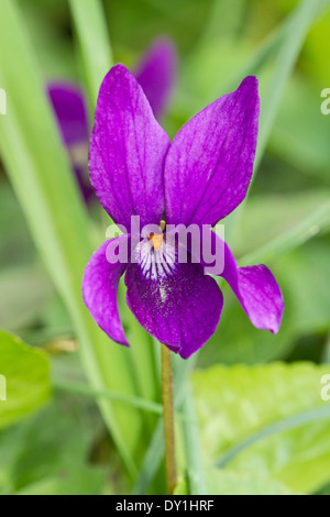 Sweet Violet Stock Photo