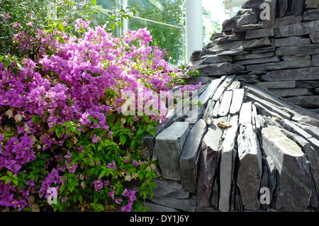 The temperate house, Jephson gardens, Leamington Spa Stock Photo