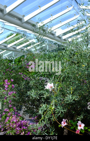 the Temperate House, Jephson gardens, Leamington Spa Stock Photo