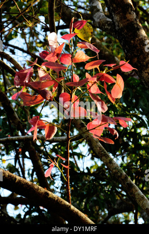 Ficus religiosa young branch back-lit by early morning sun Stock Photo