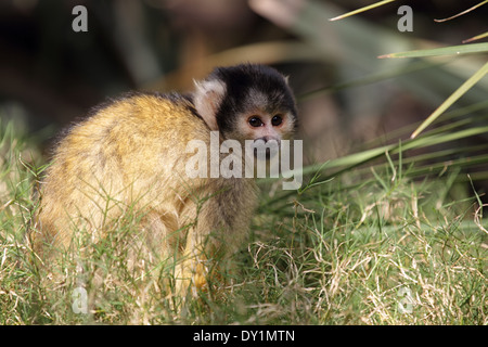 Black-capped squirrel monkey (Saimiri boliviensis) sitting in the grass. Stock Photo