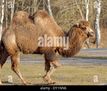 Bactrian camel (Camelus bactrianus) is a large, even-toed ungulate native to the steppes of Central Asia. Stock Photo